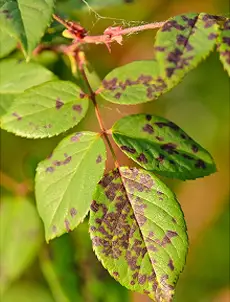 Rose plant affected by black spot disease diagnosed using PlantSpotify