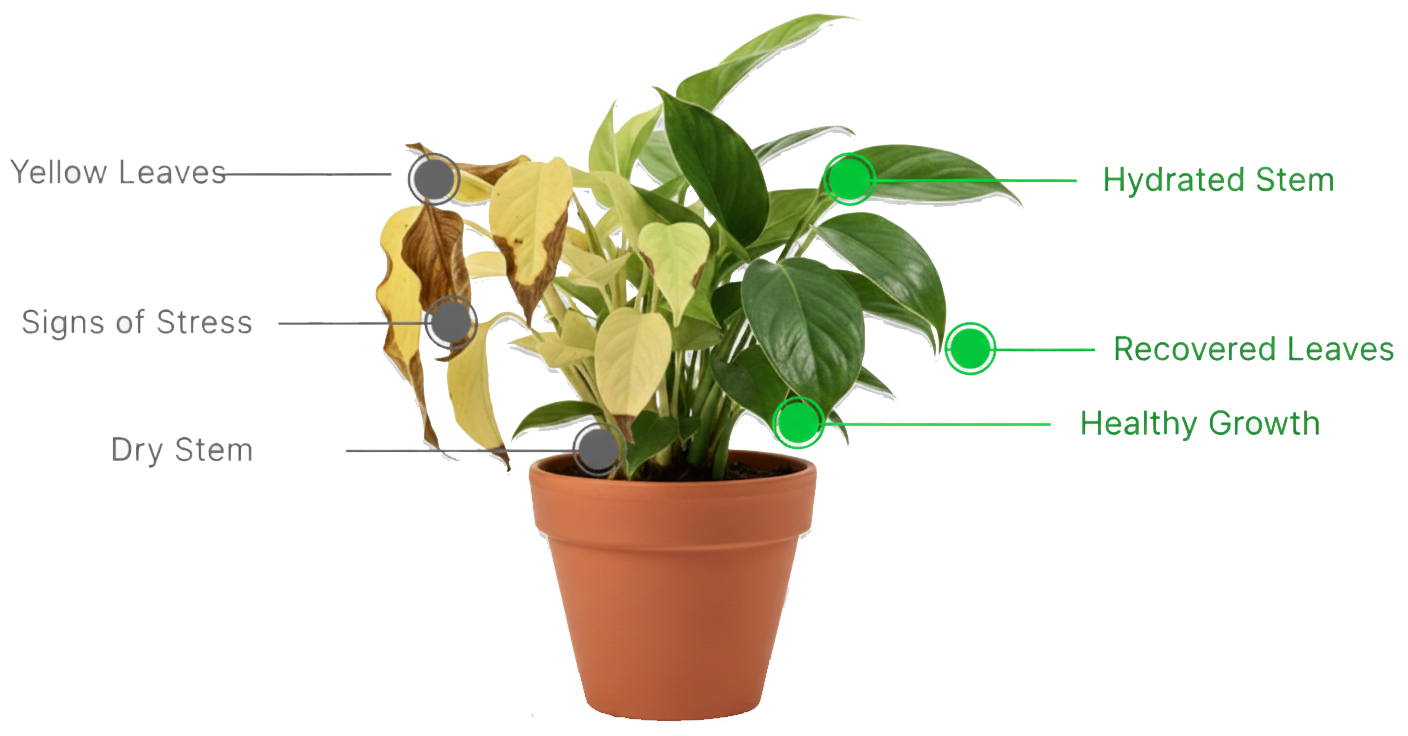 Before and after comparison showing improved plant health